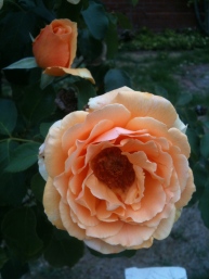 Apricot rose 2