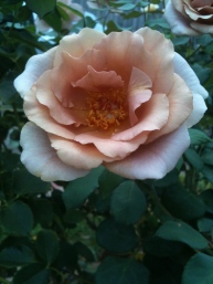 Mauve rose 1