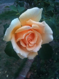 Apricot rose 3