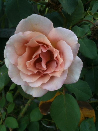 Mauve rose 3